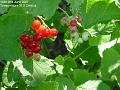 2007-0602redcurrants